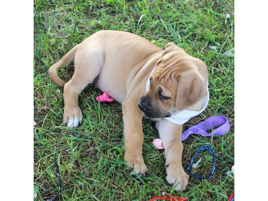 PoulaTo: Cane Corso κουτάβια Διαθέσιμο για υιοθεσία